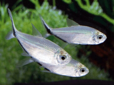 Тетра Коста